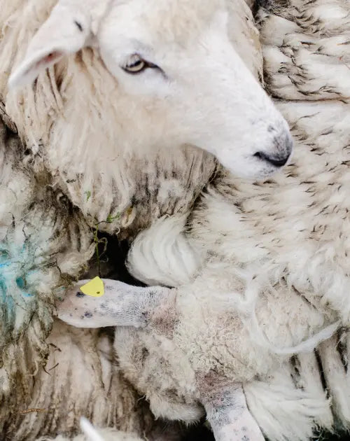 Close crop from above of woolly sheep huddled together