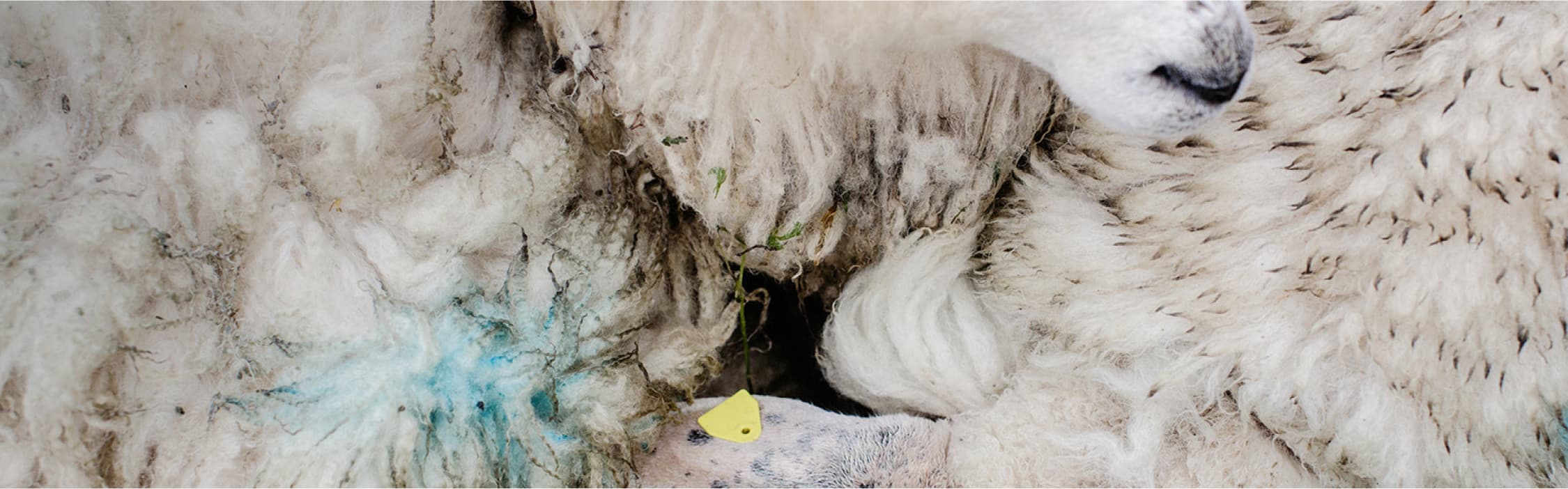 Close crop from above of muddy woolly sheep huddled together 