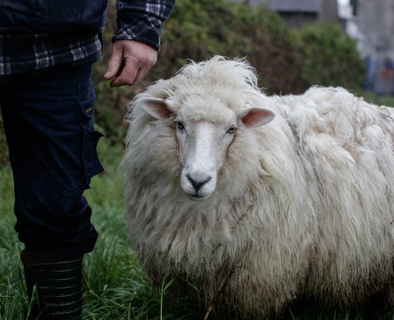 Close up shot of a woolly Galway sheep next to a farmer in a grassy field 