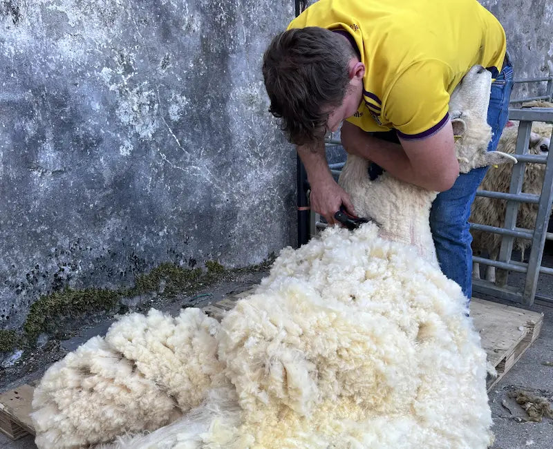 Home Grown Galway Sheep