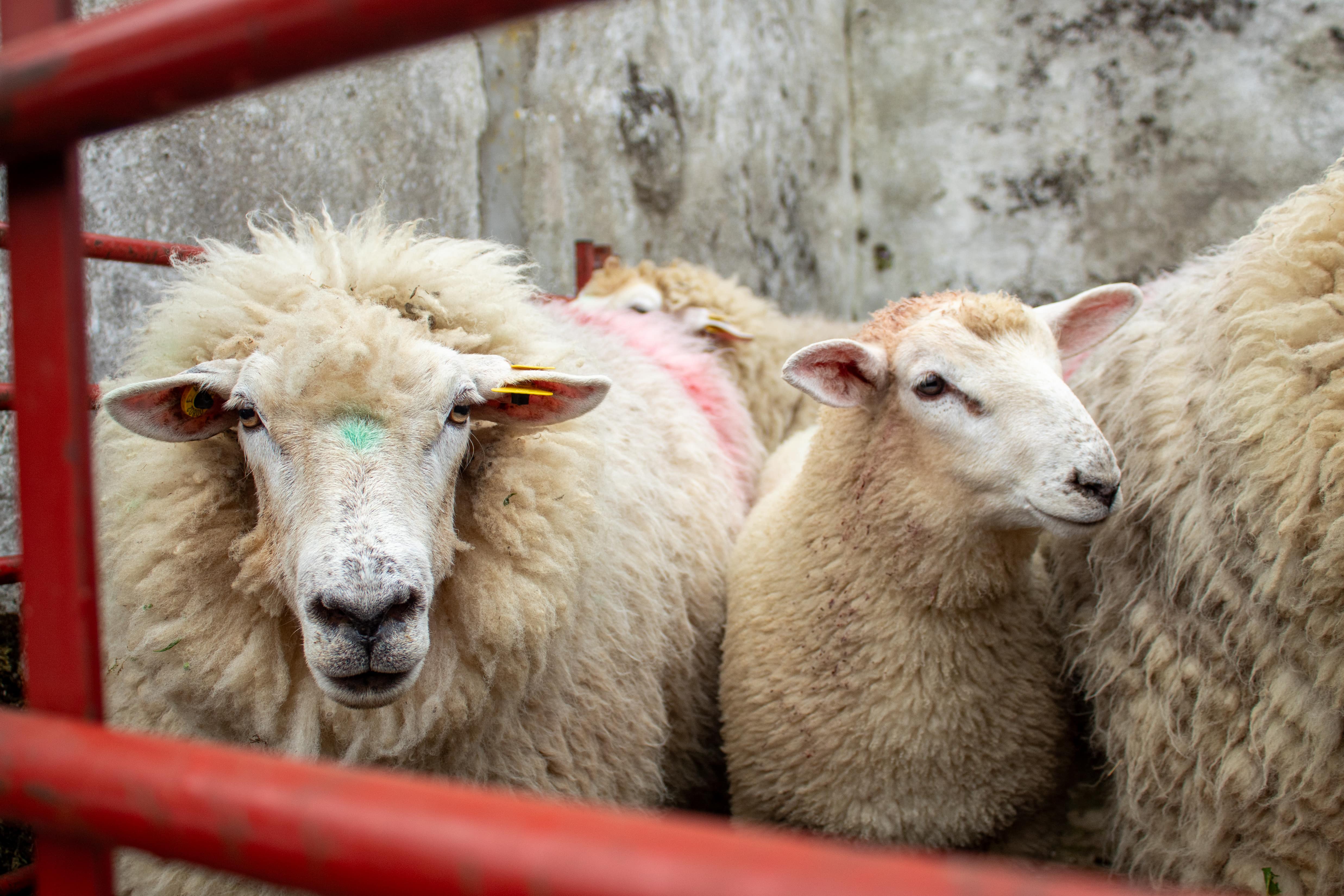 Galway Sheep