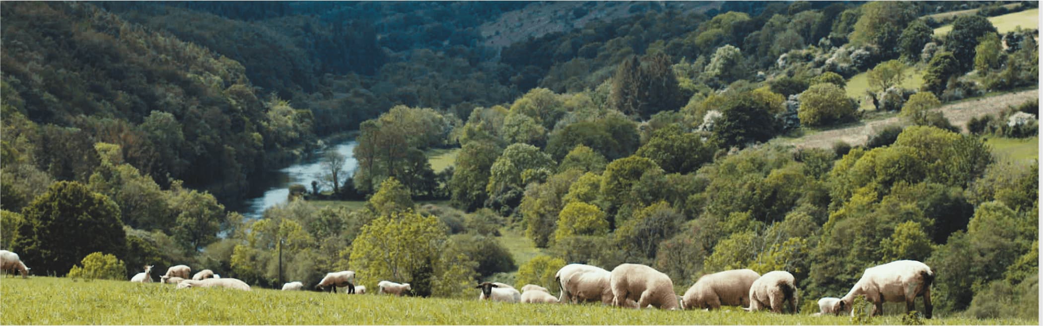 Green Kilkenny valley with a field of lambs in the foreground
