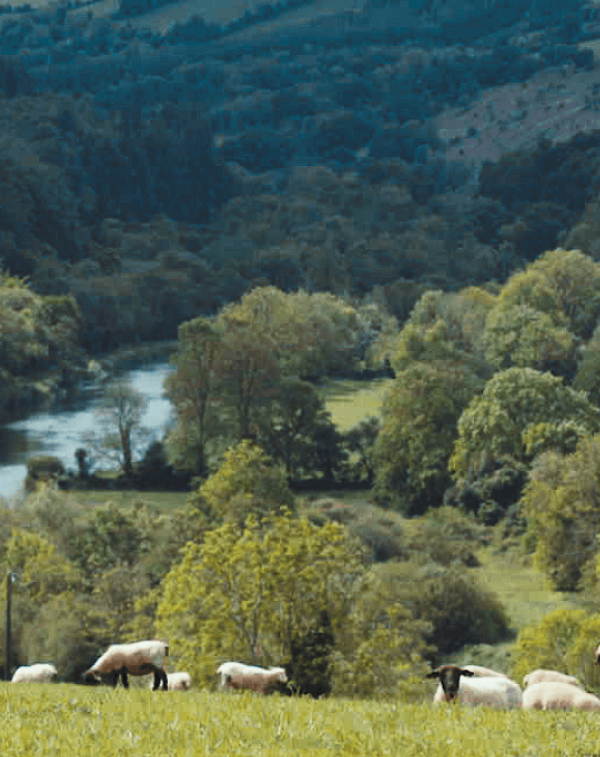 Landscape shot of green Kilkenny valley with a field of lambs in the foreground and a river flowing in the background